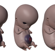 6_Weeks_Matcap_03.png 6 Weeks Human embryonic (baby stages)
