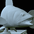 zander-statue-4-mouth-open-47.png fish zander / pikeperch / Sander lucioperca open mouth statue detailed texture for 3d printing