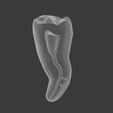 meshmixer_yVZbk41CAp.png Root Canal Teeth for Practice 10 models