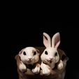 DSC01550.jpg Easter Bunny Baskets - Baby Kitten