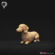 Dachshund-Miniature-Smooth-Haired-Pose-07-Dog-3D-Print-9s.jpeg Dachshund Miniature Smooth Haired Pose 07