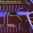 file-14.jpg Venous system thorax abdominal vein labelled 3D model