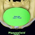 pelvis-types-hip-bone-labelled-detailed-3d-model-3045b4dd8e.jpg Pelvis types hip bone labelled detailed 3D model