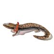 PXL_20231121_000326736-01-scaled.jpg Mudpuppy (Necturus maculosus)