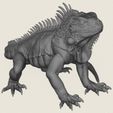 Wild-Iguana-Lizard-06.jpg Iguana salvaje Lagarto