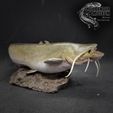 Right.jpg Wels Catfish Silurus glanis