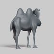 R04.jpg bactrian camel pose 02
