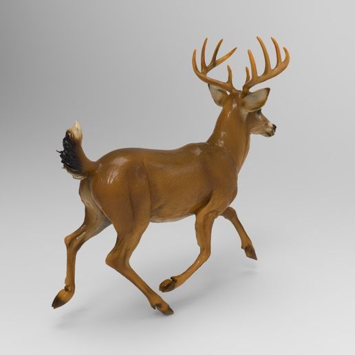 ciervocorrer4.jpg Ciervo corriendo