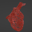 Heart1.png Real heart voronoi