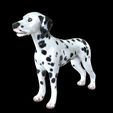 02B.jpg DOG - DOWNLOAD Dalmatian 3d model - Animated for blender-fbx- Unity - Maya - Unreal- C4d - 3ds Max - CANINE PET GUARDIAN WOLF HOUSE HOME GARDEN POLICE  3D printing DOG DOG