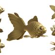 Golden-fish2.jpg Golden fish