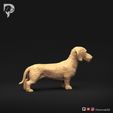 Dachshund-Miniature-Wire-Haired-Pose-01-Dog-3D-Print-3s.jpeg Dackel Miniatur Drahthaar Pose 01