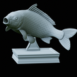 Carp-trophy-statue-24.png fish carp / Cyprinus carpio in motion trophy statue detailed texture for 3d printing