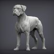 boxer2.jpg Boxer dog 3D print model
