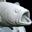 White-grouper-open-mouth-1-62.png fish white grouper / Epinephelus aeneus trophy statue detailed texture for 3d printing