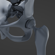 h4.png STL file Hip Replacement model・3D printing design to download