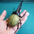 DSC05619VGA.jpg Hercules beetle