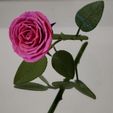 IMG_20240616_202031.jpg Rose | 3D Printable Rose ©
