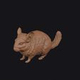 chinchilla_0015.jpg chinchilla