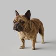 French-Bulldog.1763.jpg French Bulldog,Frenchie - STL & VRML COLOR FORMAT !- DOG BREED - SITTING POSE - 3D PRINT MODEL