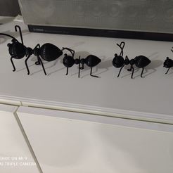 hormigas.jpg ant
