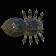 flexi-spider-6.png flexi spider / portia / print in place / 3Dprint