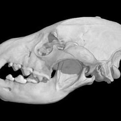specimen-4.jpg STL-Datei Hyaena hyaena, Striped Hyena skull kostenlos・3D-Druckvorlage zum Herunterladen, MadScientist3D