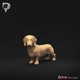 Dachshund-Miniature-Smooth-Haired-Pose-03-Dog-3D-Print-10s.jpeg Teckel miniature à poil lisse Pose 03