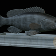 White-grouper-statue-10.png fish white grouper / Epinephelus aeneus statue detailed texture for 3d printing
