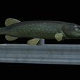 Pike-statue-9.png fish Northern pike / Esox lucius statue detailed texture for 3d printing