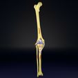 file-3.jpg Knee joint cut open detail labelled 3D model