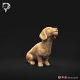Dachshund-Miniature-Wire-Haired-Pose-05-Dog-3D-Print-1s.jpeg Dachshund Miniature Wire Haired Pose 05
