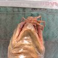 IMG_1353.jpg Alien Facehugger Emerging from an Egg
