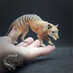 Packshot.jpg Thylacine (Tasmanian Tiger, Thylacinus cynocephalus)