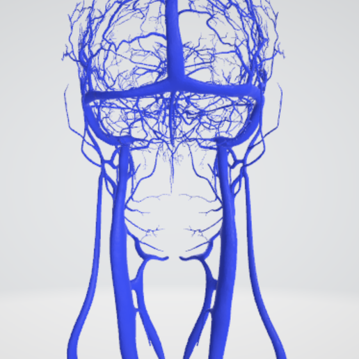 vein,-artery,-cerebrovascular,-brain,-face,-hemisphere,-willis,-dental,-neck,-head,-cerebellum,-vasc.png 3D 头颈部血管解剖图 - 动脉、静脉和脑血管系统