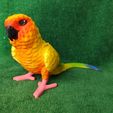 IMG_20240711_154045314.jpg Conure
