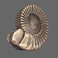 01.png Giant ammonites