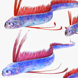 portada-gr344.png DOWNLOAD Hairtail DOWNLOAD FISH DINOSAUR DINOSAUR Hairtail FISH 3D MODEL ANIMATED - BLENDER - 3DS MAX - CINEMA 4D - FBX - MAYA - UNITY - UNREAL - OBJ -  Hairtail FISH DINOSAUR