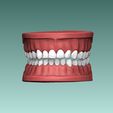 1.jpg Set of Teeth Dental Model