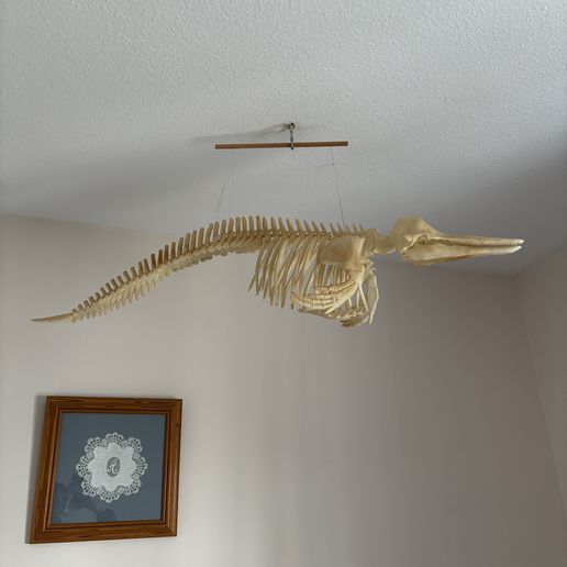 image2-6.jpeg Dolphin skeleton (part 1/2 - skull)