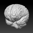 Brain2.png Human Brain Structure ( Educational Prints )