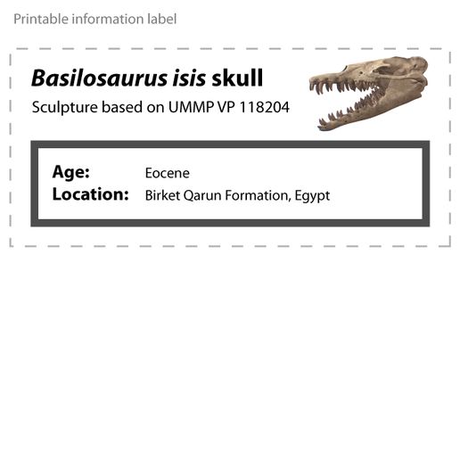 Basilosaurus_skull_label.jpg Cráneo de basilosaurio