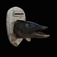 northern-pike-6.png head trophy NORTHERN PIKE (ESOX LUCIUS) open mouth statue detailed texture for 3d printing