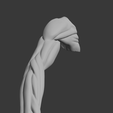 a2.png Anatomia do músculo do braço humano Modelo 3D | Estrutura realista do antebraço e da mão | Modelo de estudo anatómico