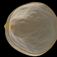 image-10.png Fan Shape Shell