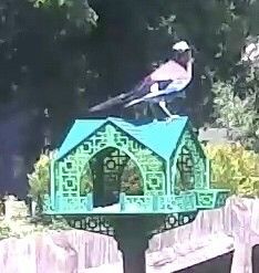 IMG_0173.jpg Pagoda Bird House