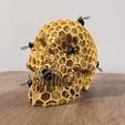 IMG_3752.jpg Honeycomb Skull