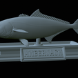 Greater-Amberjack-statue-45.png fish greater amberjack / Seriola dumerili statue detailed texture for 3d printing