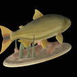 Golden-dorado-statue-1-6.png fish golden dorado / Salminus brasiliensis statue underwater detailed texture for 3d printing