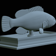 White-grouper-statue-37.png fish white grouper / Epinephelus aeneus statue detailed texture for 3d printing